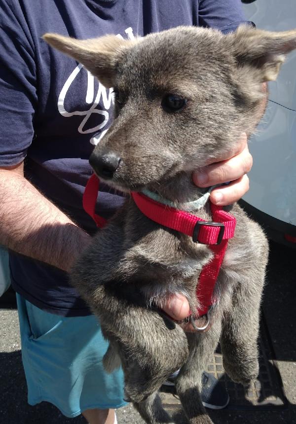 Gaia, Cucciolina Simil Cane Lupo Apuano